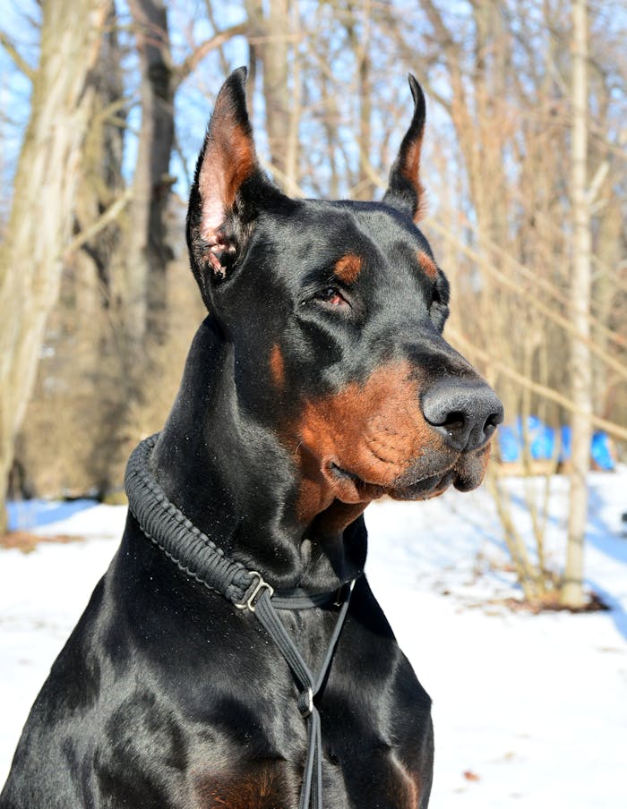 A Doberman Pinscher Sitting on Snow